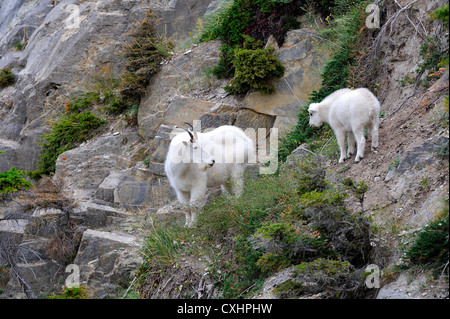 Une mère chèvre de montagne avec son nouveau bébé. Banque D'Images