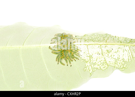 Groupe de Caterpillar papillon bug on leaf Banque D'Images