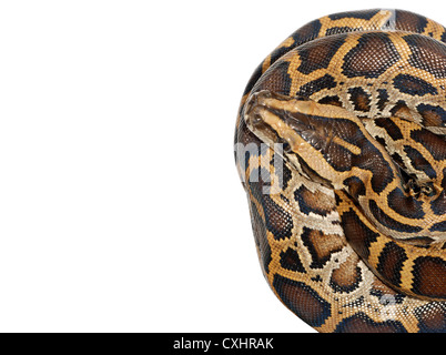 Serpent boa close up isolated on white Banque D'Images