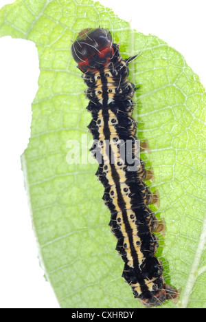 Chenille papillon sur feuille verte Banque D'Images