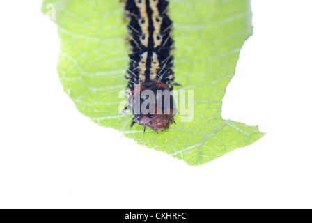 Chenille papillon sur feuille verte Banque D'Images