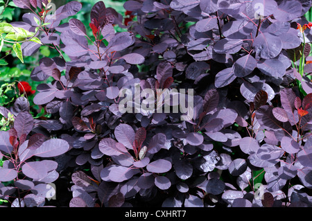 Prunus serrula violet royal bush fumée libre portraits végétaux arbustes à feuilles caduques feuilles rouge pourpre Banque D'Images