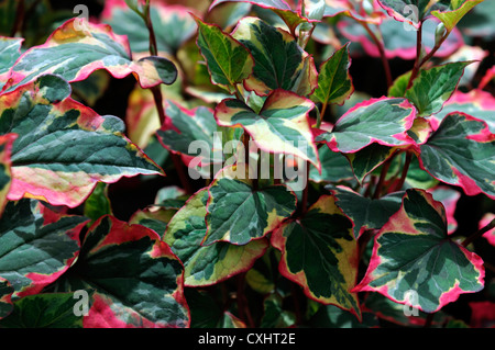 Houttuynia cordata chameleon rose vert feuille feuilles panachées jaune feuilles de plantes à feuillage portrait bicolore couleur bi Banque D'Images