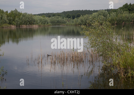 Foulque macroule, Fulica atra, Weitendorfer Feldberger Haussee, Kühlungsborn, Seenlandschaft, plaque de lac mecklembourgeoise district, Banque D'Images