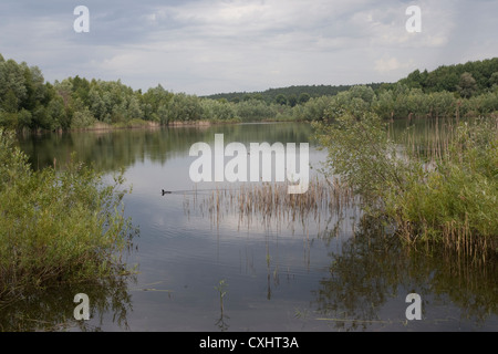 Foulque macroule, Fulica atra, Weitendorfer Feldberger Haussee, Kühlungsborn, Seenlandschaft, plaque de lac mecklembourgeoise district, Banque D'Images