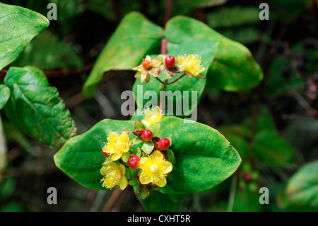 Hypericum androsaemum tutsan fruits fleurs plantes jaune vif portraits gros plan fleurs pétales baies Fruits rouges étamines Banque D'Images