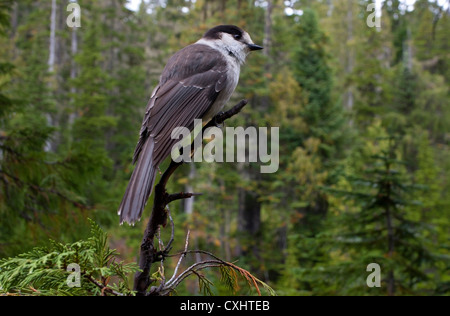 Mésangeai du Canada (Perisoreus canadensis) perché dans un arbre à Paradise Meadows Strathcona, l'île de Vancouver, BC, Canada en Septembre Banque D'Images