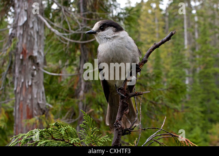 Mésangeai du Canada (Perisoreus canadensis) perché dans un arbre à Paradise Meadows Strathcona, l'île de Vancouver, BC, Canada en Septembre Banque D'Images