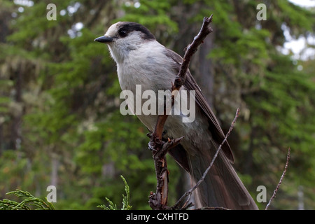 Mésangeai du Canada (Perisoreus canadensis) perché dans un arbre à Paradise Meadows Strathcona, l'île de Vancouver, BC, Canada en Septembre Banque D'Images