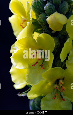 Verbascum blattaria molène papillon fleur jaune fleur libre fleurs pétales jaune pastel vivaces tall spike Banque D'Images