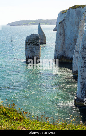 Old Harry Rocks à Handfast Point, Studland sur l'île de Purbeck, Côte jurassique du Dorset en Angleterre. Banque D'Images