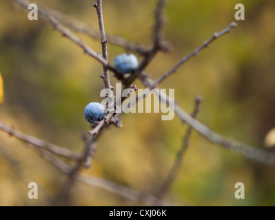 Prunellier ou prunelle (Prunus spinos) fruits Banque D'Images