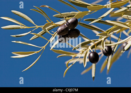 Branche d'olives dans une olive rama de Olives aux en un olivo Banque D'Images