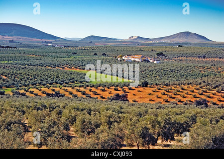 Olive Grove Antequera malaga andalousie espagne Campo de olivos Comarca de Antequera malaga andalousie espagne Banque D'Images