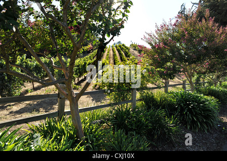 Benziger Family Winery, au-dessus de San Francisco Banque D'Images