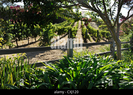 Benziger Family Winery, au-dessus de San Francisco Banque D'Images