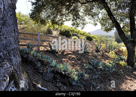 Benziger Family Winery, au-dessus de San Francisco Banque D'Images