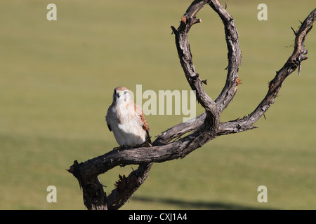 Falco cenchroides crécerelle d'Australie,, également connu sous le nom de Nankeen kestrel Banque D'Images