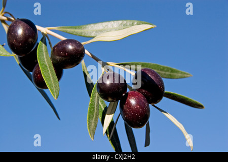 Branche d'olives dans une olive rama de Olives aux en un olivo Banque D'Images