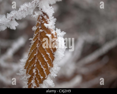 Carpinus betulus (charme) feuille de gel Banque D'Images