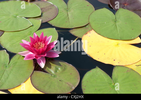 Nénuphar rouge Nymphaea atropurpurea Banque D'Images