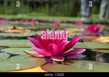 Nénuphar rouge Nymphaea atropurpurea Banque D'Images