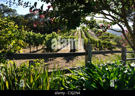 Benziger Family Winery, au-dessus de San Francisco Banque D'Images