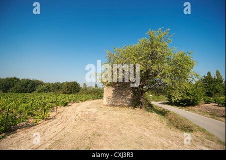 Vignobles bordant une route rurale près de Gigondas dans les Côtes du Rhône, dans le sud de la France Banque D'Images