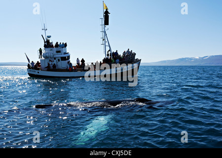 Baleine à bosse (Megaptera novaeangliae) en face d'un bateau d'observation des baleines, Húsavik, Islande, Europe Banque D'Images