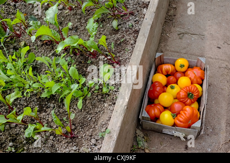 Une boîte de tomates fraîchement cueillies dans une serre à côté de feuilles de salade Banque D'Images