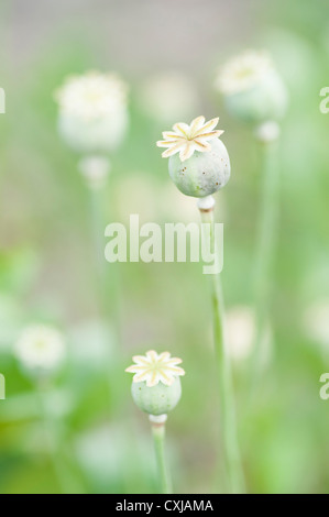 Fleur gros plan de capsules de coquelicots dans un champ Banque D'Images