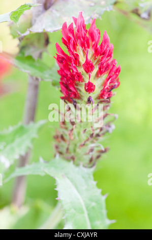 Gros plan du trèfle incarnat en fleurs Banque D'Images