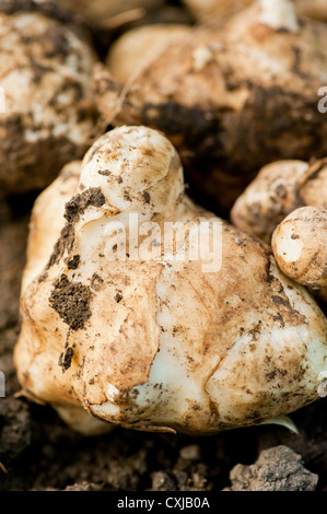 Gros plan du terreux et frais (topinambour Helianthus tuberosus) Banque D'Images