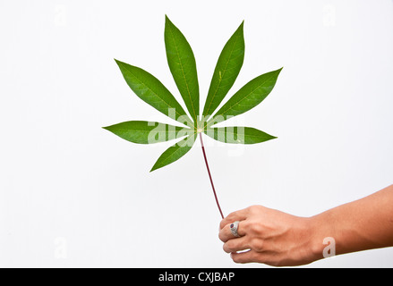 Feuilles de manioc dans la main sur fond blanc Banque D'Images