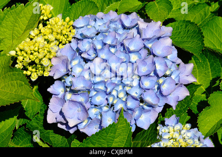 Gros plan du blue Hydrangea macrophylla fleur, ou d'hortensia Banque D'Images