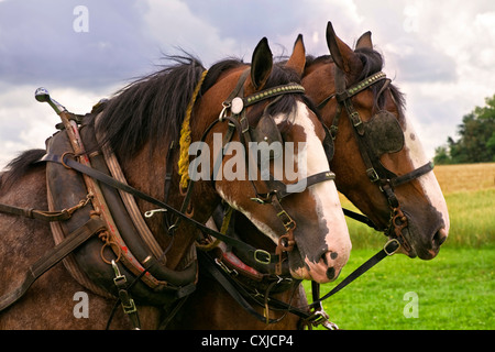L'équipe de bay Clydesdales correspondant avec des balisages blancs, dans le faisceau, avec colliers de cheval et des oeillères à la Prince Edward Island juste. Banque D'Images