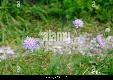 Fleurs sauvages des Alpes, photographié en Autriche, le Tyrol Banque D'Images