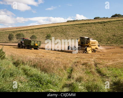 La récolte du blé de la moissonneuse-batteuse sur Yorkshire Wolds UK Banque D'Images