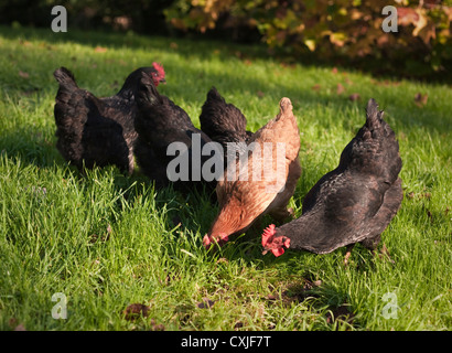 Free Range Black Australorp poulets et un Buff Orpington se nourrissant dans un verger contre les couleurs automnales d'une tulipe arbre. Banque D'Images