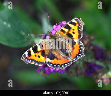 Petite écaille (Nymphalis urticae) papillon sur un Buddleja davidii (Buddleia davidii) Banque D'Images