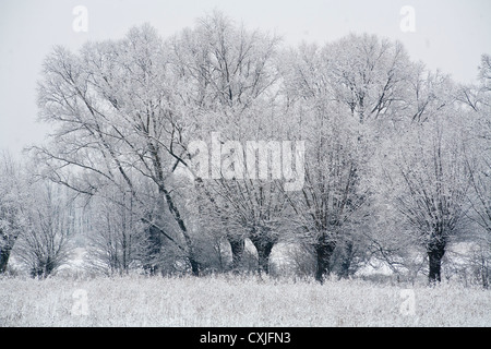 L'hiver, les arbres, les saules de Kampinos Parc National Kampinoski, près de Varsovie, Pologne, Mazovie, Europe, UE, Mazowsze, Banque D'Images