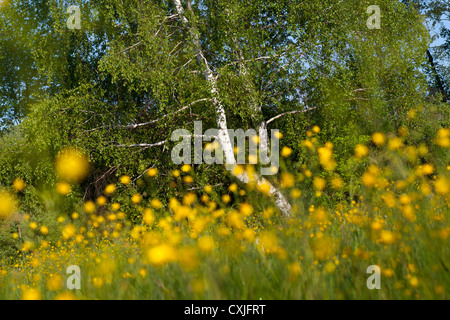 Renoncules sur prairie de Kampinos Parc National Kampinoski, près de Varsovie, Pologne, Mazovie, Europe, UE, Mazowsze, Banque D'Images