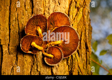 Les champignons sur l'arbre, commensalisme, symbiose dans le Parc National Kampinoski près de Varsovie, Pologne, Mazovie, Europe, UE, Mazowsze, Banque D'Images