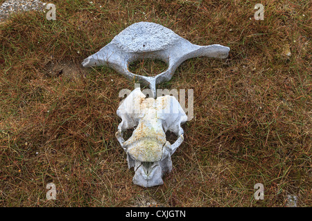 Le crâne et les vertèbres des morses sur la toundra de l'Extrême-Arctique. Banque D'Images