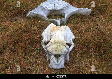Le crâne et les vertèbres des morses sur la toundra de l'Extrême-Arctique. Banque D'Images