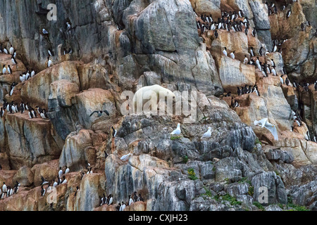 Jeune mâle ours polaire chasse oiseaux marins nicheurs et repose sur une falaise rocheuse de l'île Coburg, Passage du Nord-Ouest, du Nunavut, de l'Arctique canadien. Banque D'Images