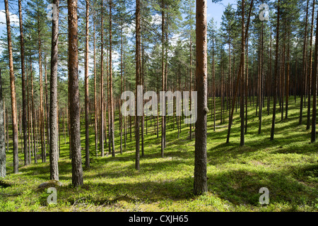 PIN boréal ( pinus sylvestris ), forêt de taïga de bruyère / conifères, croissant sur des landes sèches, sur l'esker glaciaire , Finlande Banque D'Images