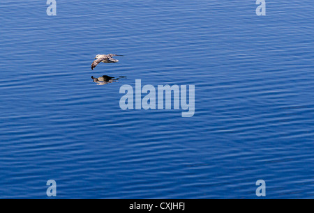 Le fulmar boréal bird reflète dans tout en volant l'océan au large de la côte ouest du Groenland près de Ilulissat. Banque D'Images