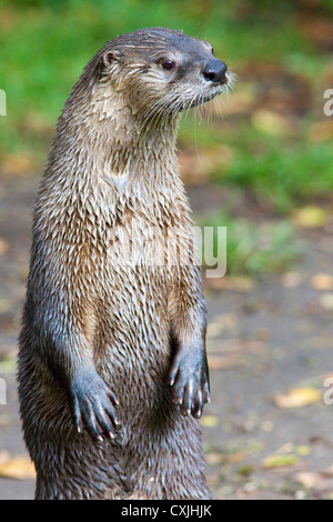 American Loutre de rivière (Lontra canadensis) permanent Banque D'Images