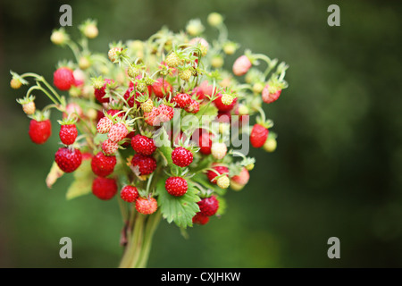 Bouquet de fraises sauvages sur fond vert. Banque D'Images